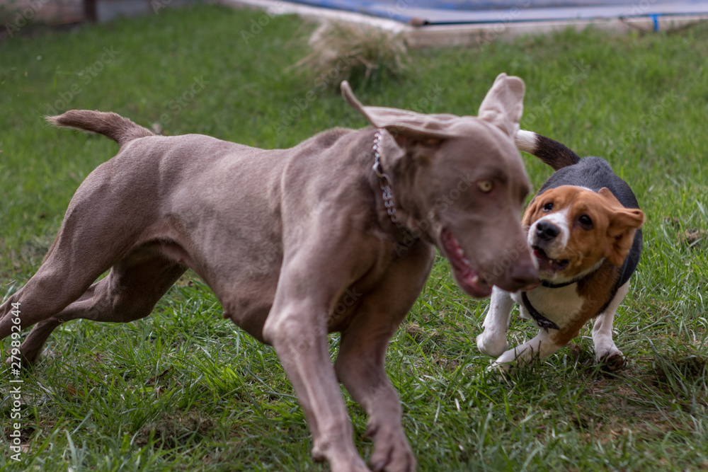 Perro beagle jugando con oreo weimaraner
