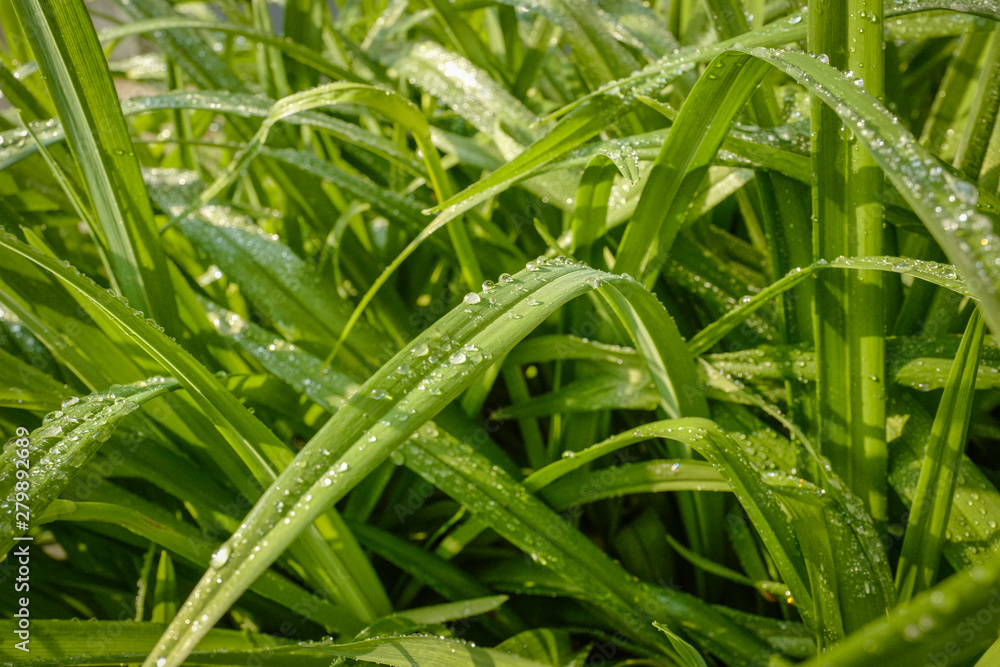 Fototapeta premium Strauch mit Wassertropfen
