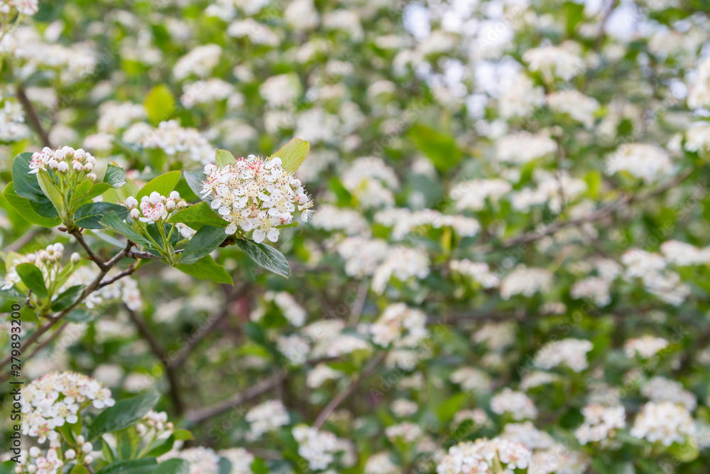 Blooms Bush black chokeberry in early summer white flowers Blooms Bush black chokeberry in early summer white flowers