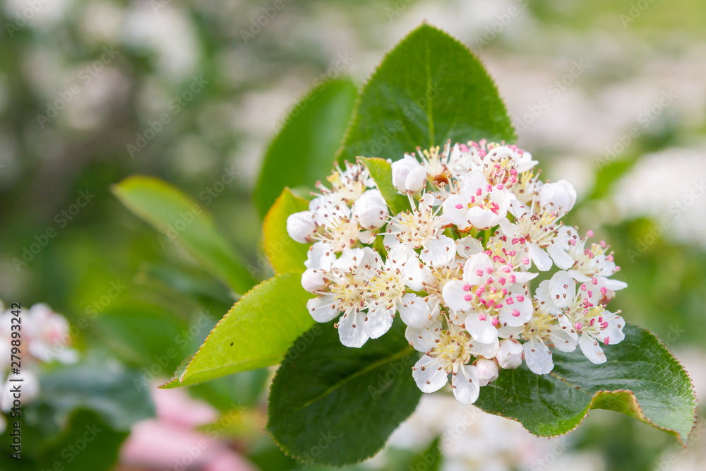 Blooms Bush black chokeberry in early summer white flowers Blooms Bush black chokeberry in early summer white flowers