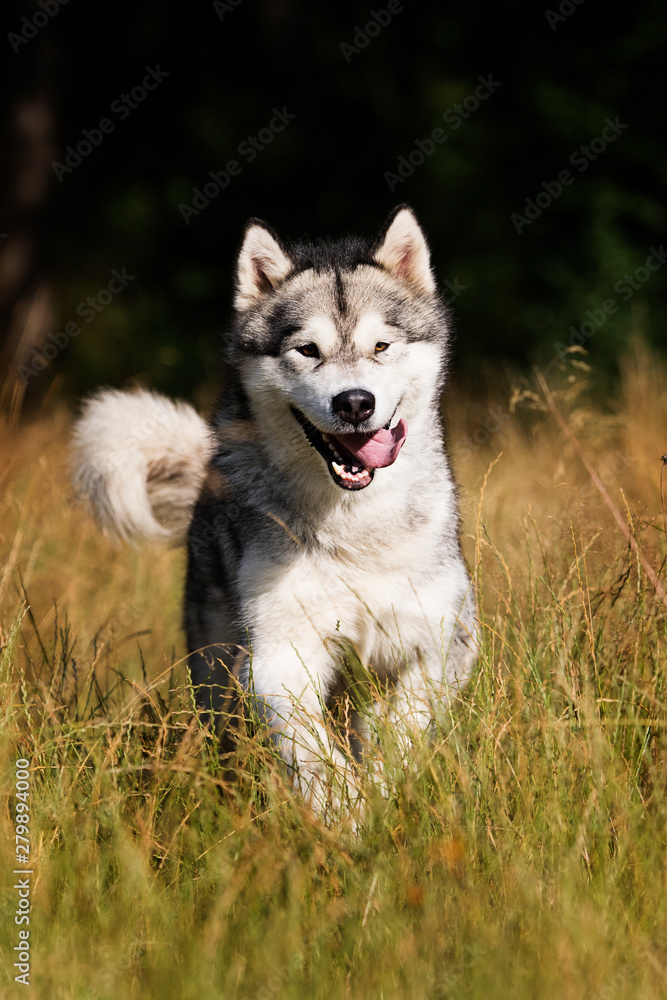 dog breed Alaskan Malamute outdoors in summer dog breed Alaskan Malamute outdoors in summer