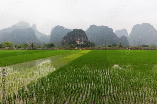 Rice Fields In NInh Binh, Vietnam