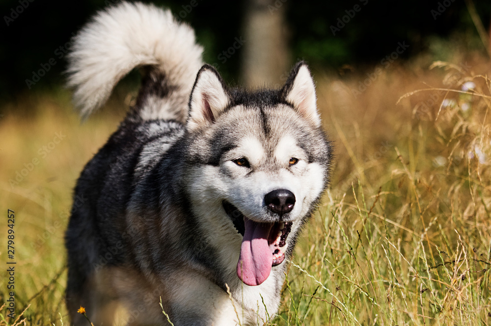 dog breed Alaskan Malamute outdoors in summer dog breed Alaskan Malamute outdoors in summer