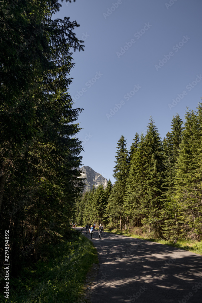 road in forest road in forest
