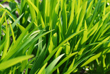 Close-up of green long leaves in a garden