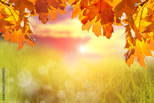 Branches with maple leaves and blurred background with grass  sky and sunset