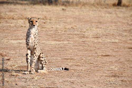 Cheetah in Namibia