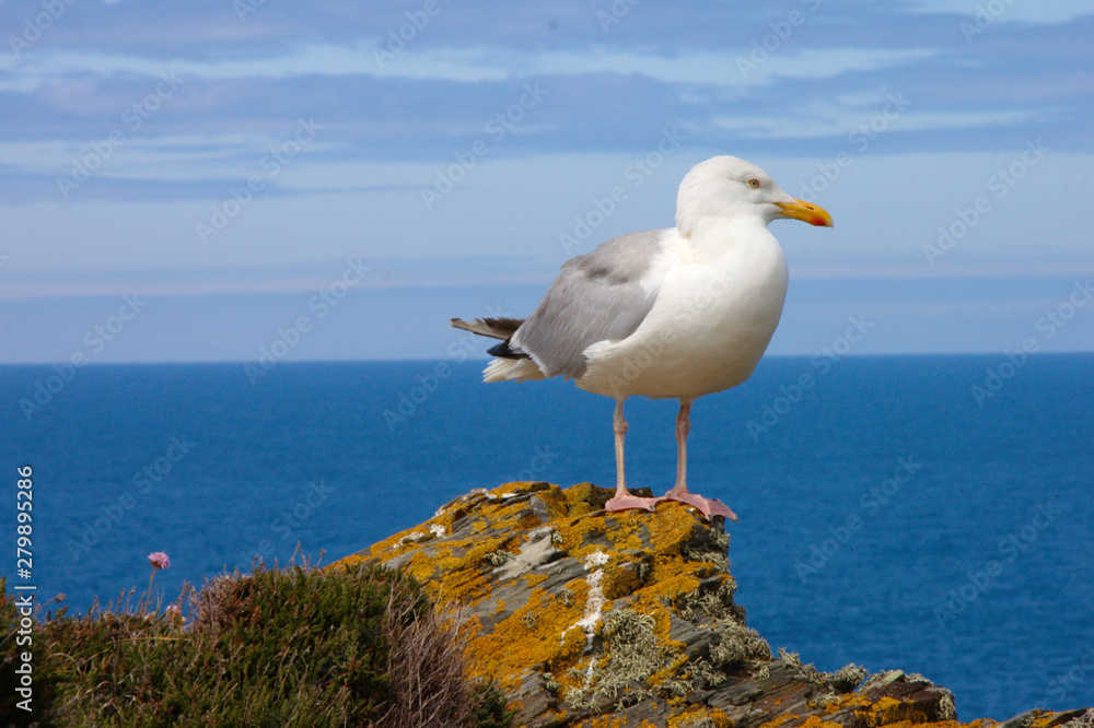 Seagull on a rock in Cornwall. Seagull on a rock in Cornwall.