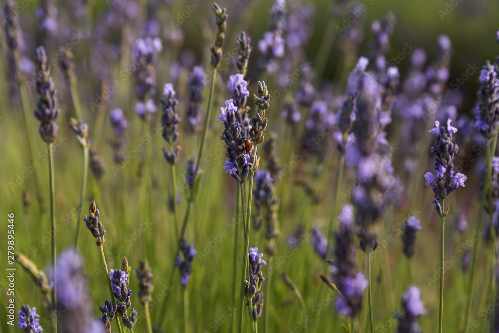 Fototapeta premium Ladybug on a purple flower at the lavender field