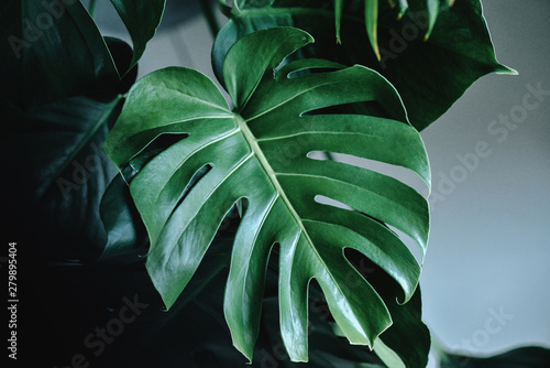 Dark green leaves of monstera (split-leaf philodendron) tropical foliage plant growing in wild. Floral background. top view - in dark tone. Toned picture. Filter applied.