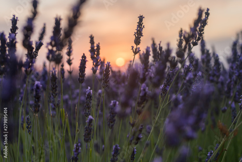 Sunset at the lavender fields in Brihuega Spain