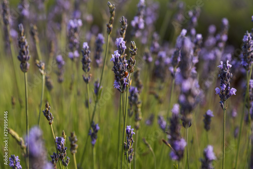 Ladybug on a purple flower at the lavender field