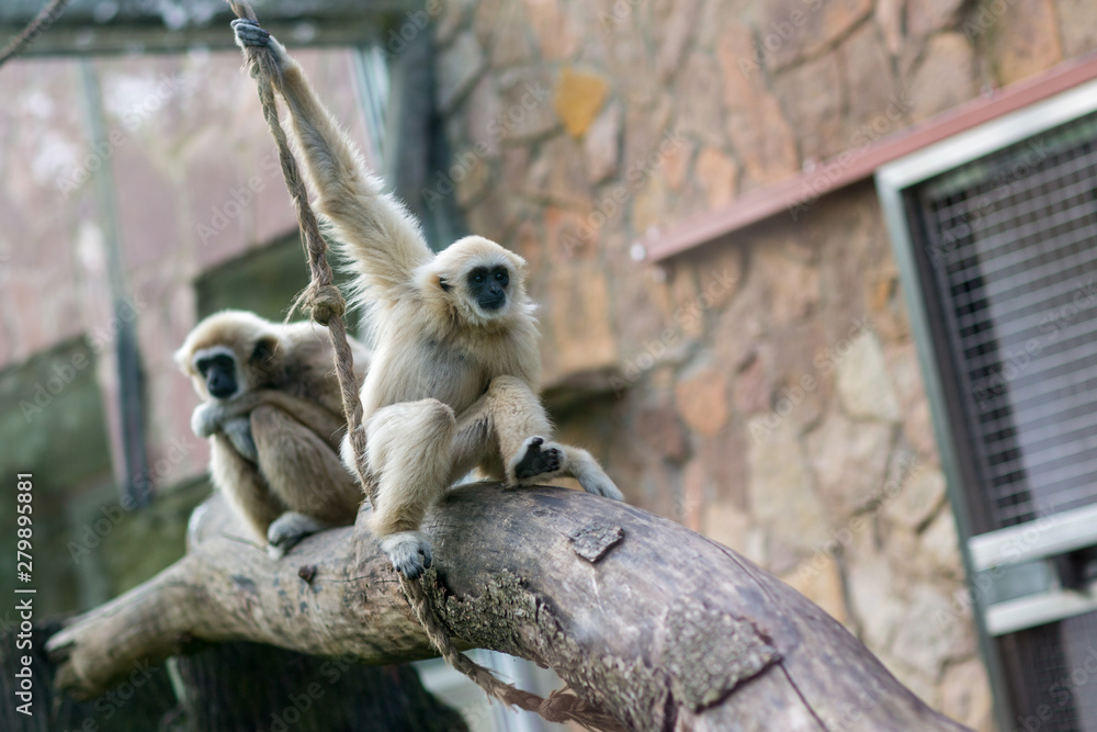 Obraz premium Monkey in the forest sit on tree