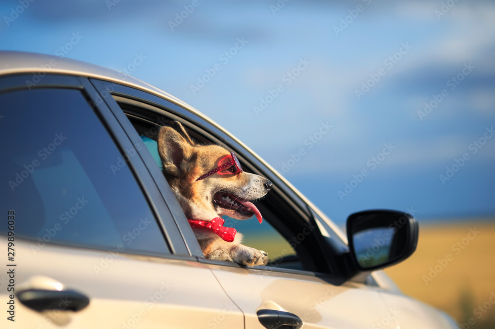 Naklejka premium funny passenger puppy dog red Corgi in the sunscreen glasses quite sticks out his face with his tongue out of the car window and looks forward to the road during the trip