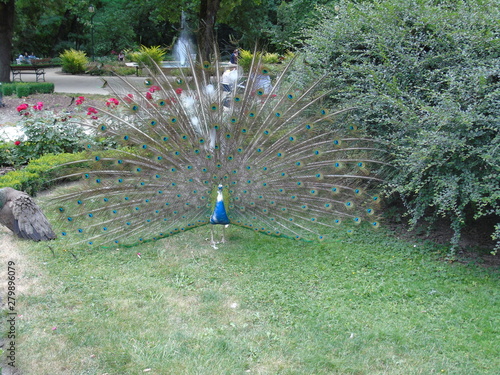 water sprinkler in the garden