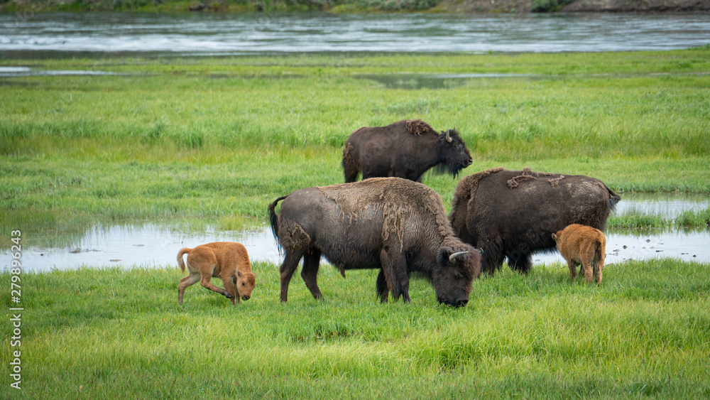 Buffalo bison heard grazing in field at a national park