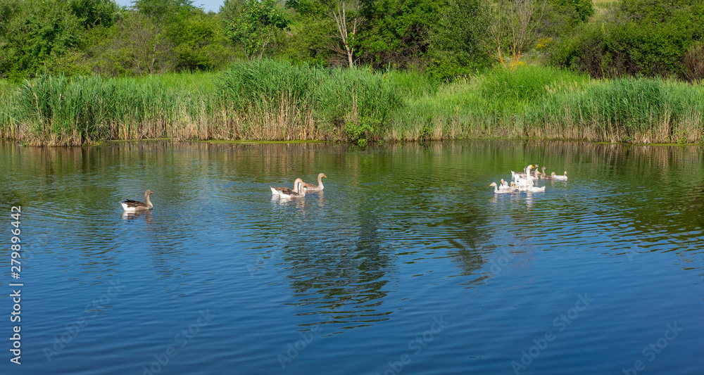 Photo of ducks swimming in the pond. Waterfowl in the wild. Photo of ducks swimming in the pond. Waterfowl in the wild.