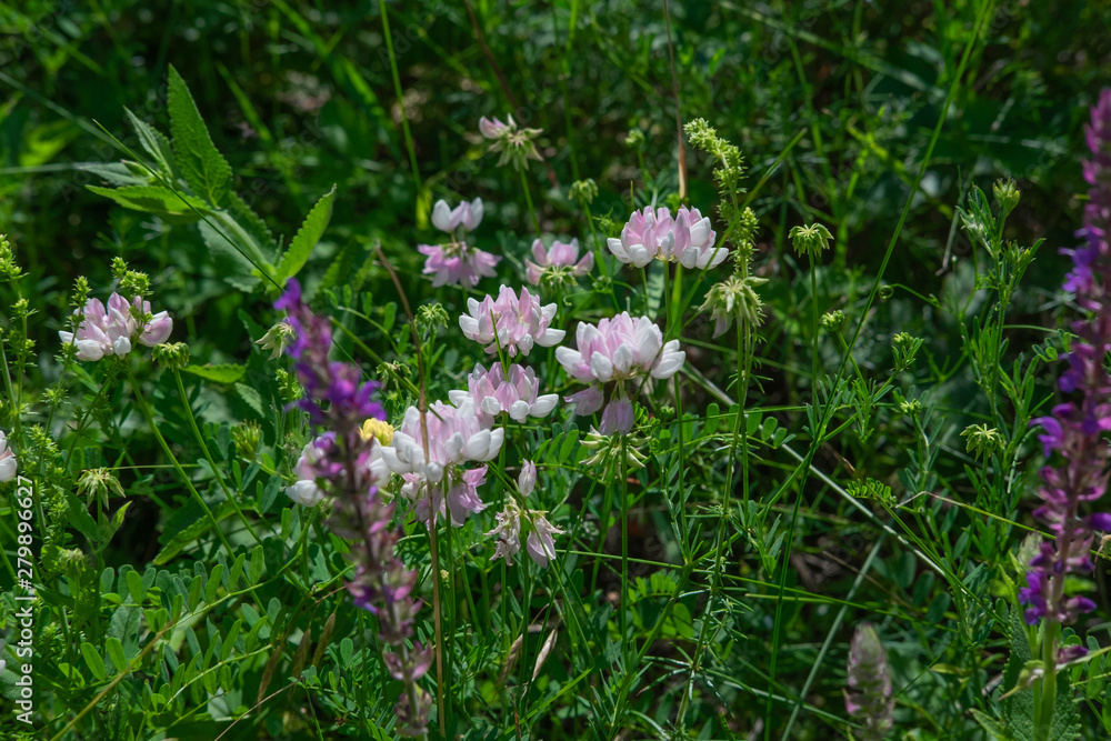 Wild wildflowers in the meadow. Photograph of field grasses in mountainous areas. Travel and nature Wild wildflowers in the meadow. Photograph of field grasses in mountainous areas. Travel and nature