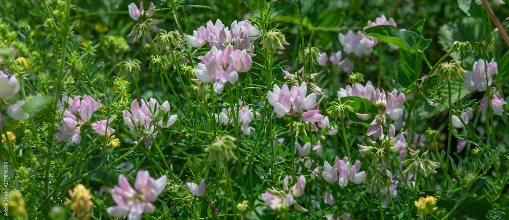 Wild wildflowers in the meadow. Photograph of field grasses in mountainous areas. Travel and nature Wild wildflowers in the meadow. Photograph of field grasses in mountainous areas. Travel and nature