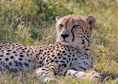Male Cheetah at Rest