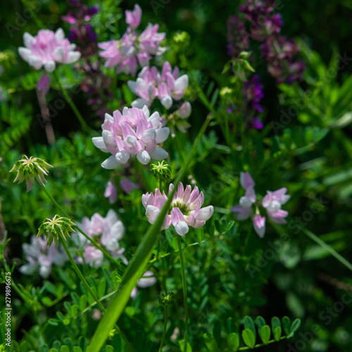 Wild wildflowers in the meadow. Photograph of field grasses in mountainous areas. Travel and nature