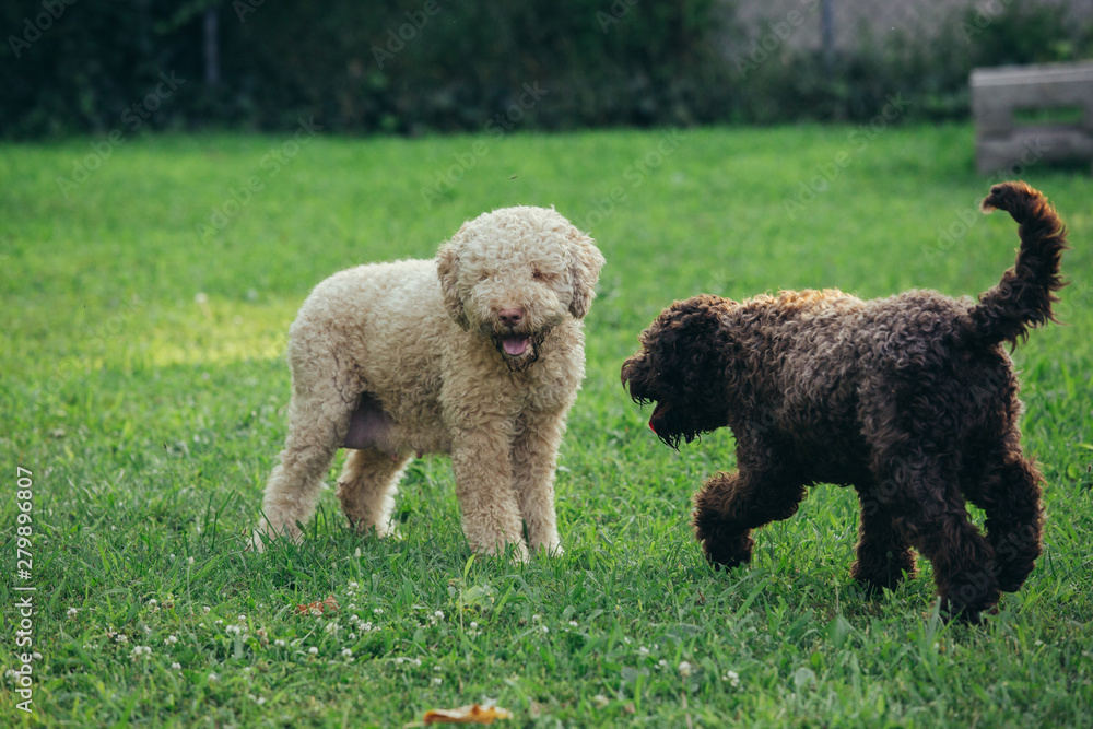 purebred dogs playing outdoor in backyard purebred dogs playing outdoor in backyard