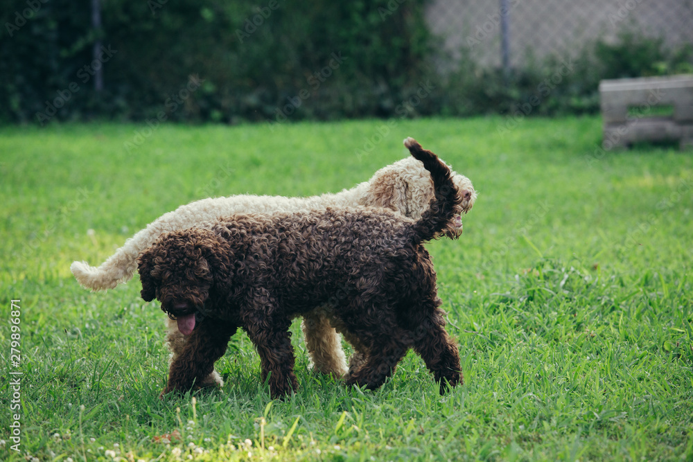 purebred dogs playing outdoor in backyard