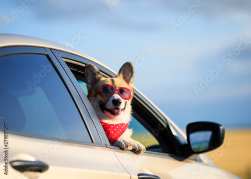 funny passenger puppy dog red Corgi in the sunscreen glasses pretty sticks out his face with his tongue sticking out of the car window during the trip © nataba