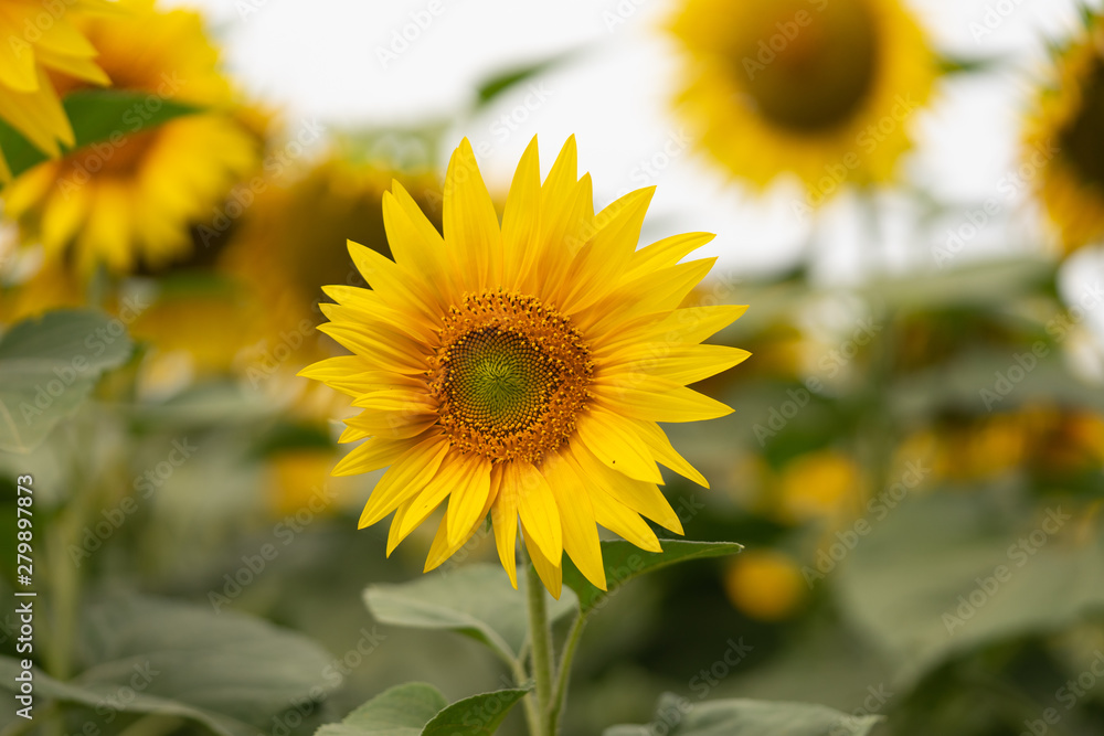 Young flower of sunflower in the field. Snapshot without retouching. Young flower of sunflower in the field. Snapshot without retouching.