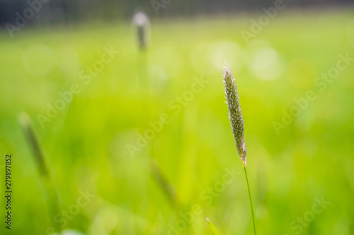 Makroaufnahme Grashalm im tiefen Grün photo