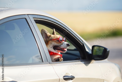  red corgi puppy dog in sunglasses, he stuck his pretty face out with his tongue and paws from the car window during mja suburban summer trip photo