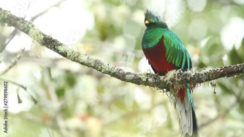Resplendent Quetzal