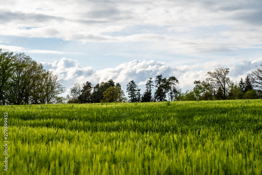 Landschaft mit Getreidefeld im Frühling, Roggenfeld mit Wolkenhimmel Landschaft mit Getreidefeld im Frühling, Roggenfeld mit Wolkenhimmel