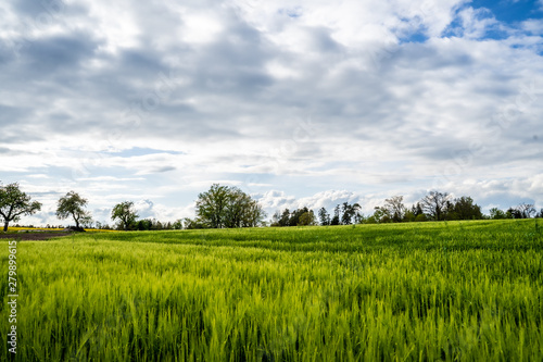 Landschaft mit Getreidefeld im Frühling, Roggenfeld mit Wolkenhimmel