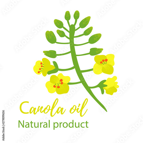 Vector editable EPS 10 file. Canola flower, canola on white background. Yellow and mustard colors