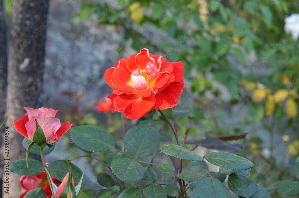 Close up of Bright flower in Garden Close up of Bright flower in Garden