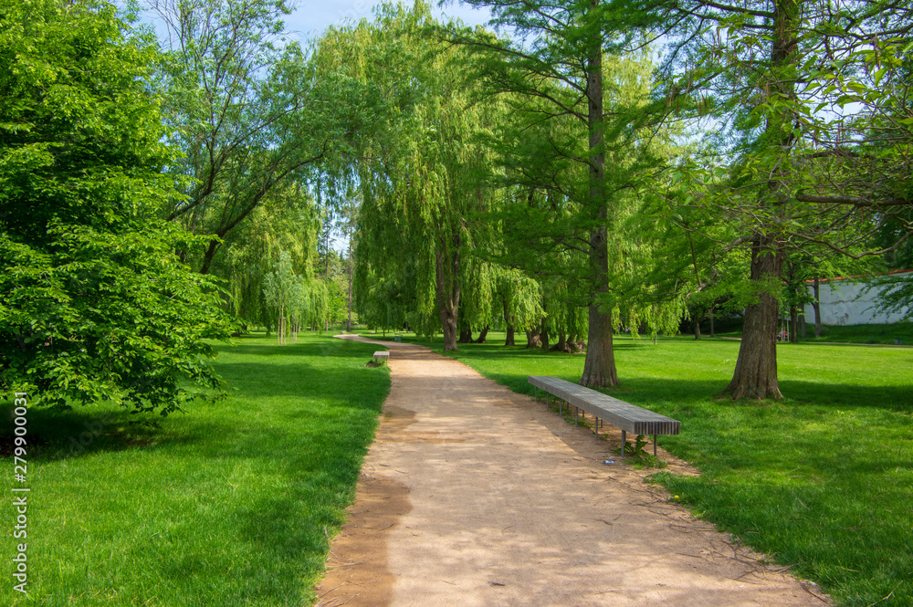 Public park during summer in sunlight with wooden bench, beautiful willow trees alley and sandy path