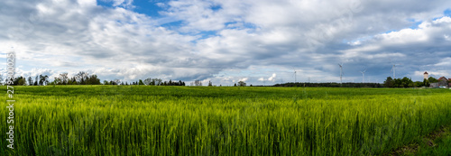 Panorama von Roggenfeld im Frühling mit Wolkenhimmel