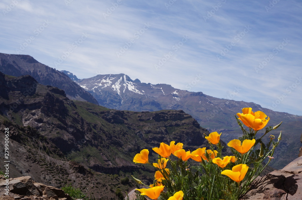 Andes mountain range, early spring offers a distinctive look. Featured yellow flowers.