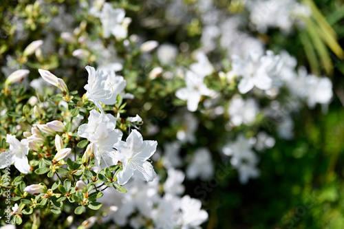 White azalea flowers in nature.