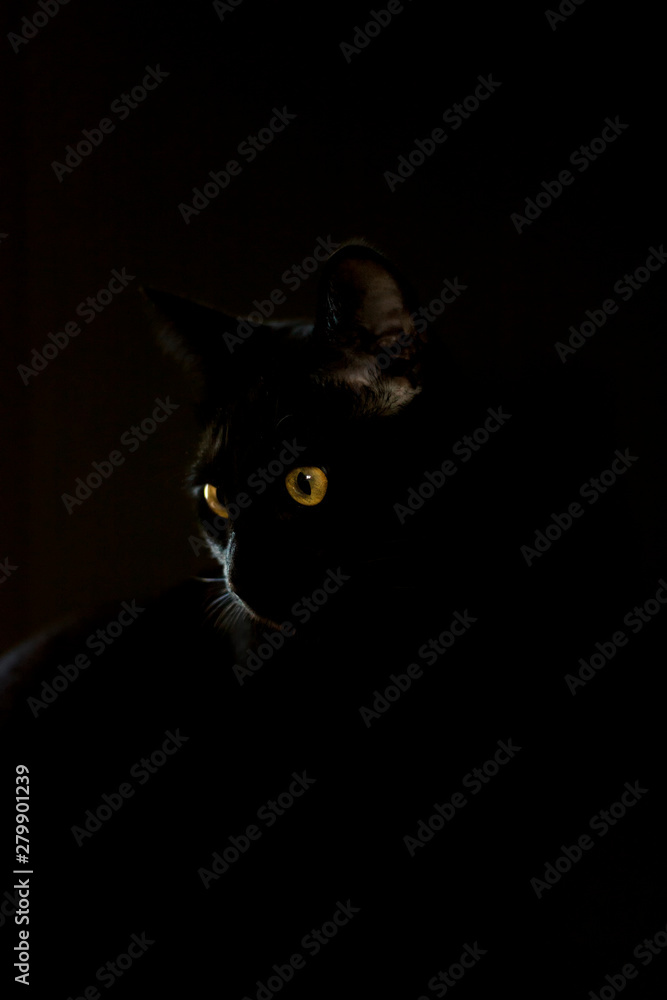Black cat with yellow eyes isolated on black background. Minimalistic animal portrait, studio light.