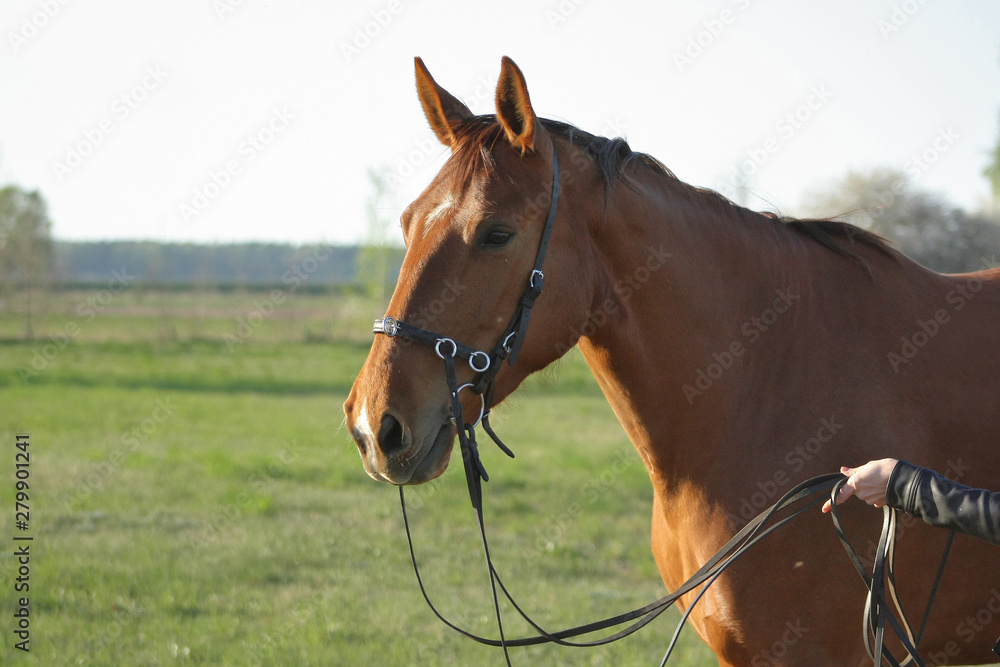 Leading chestnut horse from the field n bridle. Animal portrait. Leading chestnut horse from the field n bridle. Animal portrait.