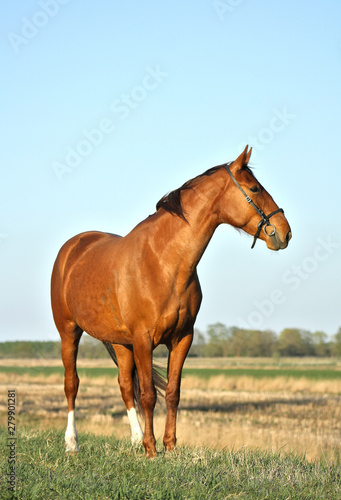 Chestnut horse standing in the field road in spring in the evening sunlight. Animal portrait.