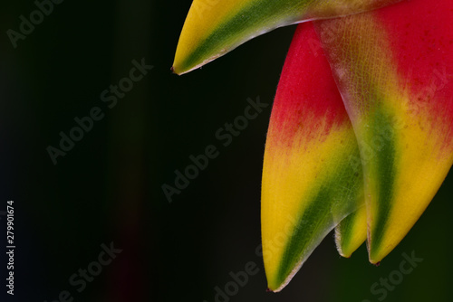 Close-up of the blossom of a red lobster claw in front of dark background photo