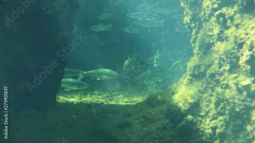 Underwater view of redfin daces and pale chubs photo