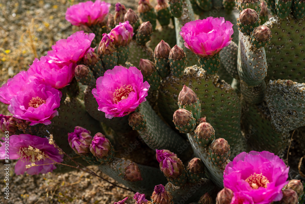 pink cactus flowers blooming on cactus plant in desert