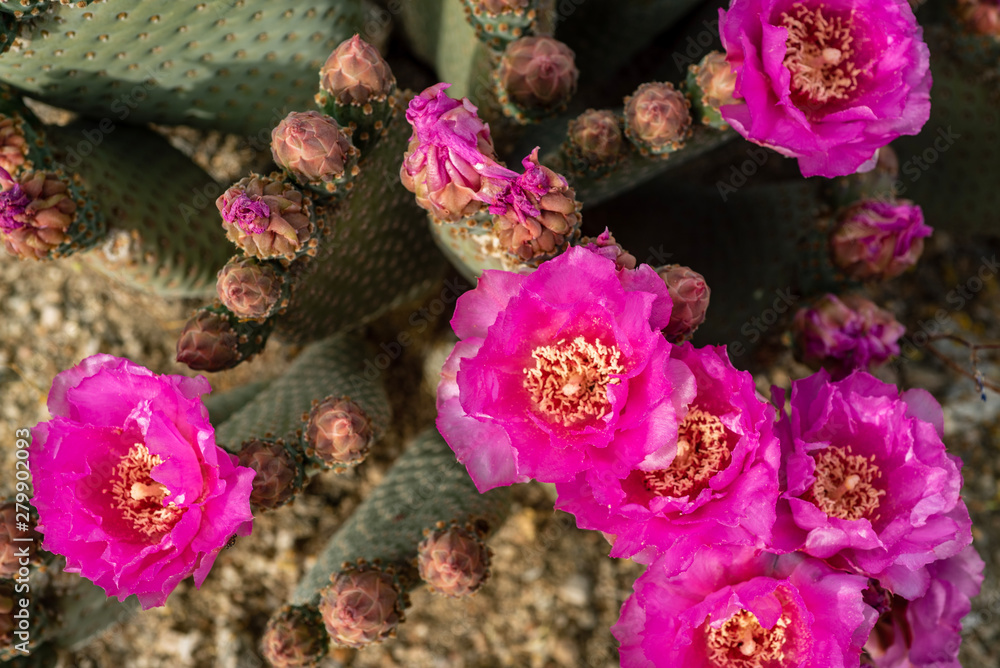 pink cactus flowers blooming on cactus plant in desert pink cactus flowers blooming on cactus plant in desert