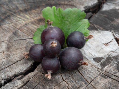 Berry josta with green leaf on the stump. Hybrid of black currant and gooseberry. Close-up. Still life.