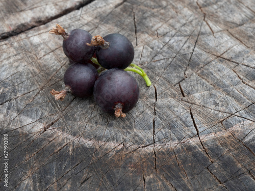 Josta berry on the stump. Hybrid of black currant and gooseberry. Close-up. Still life.