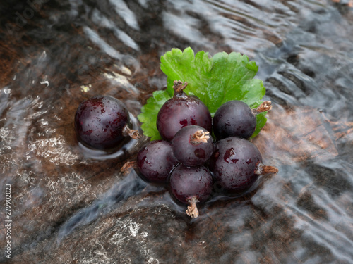Josta berry in the water. Hybrid of black currant and gooseberry. Close-up. Still life.